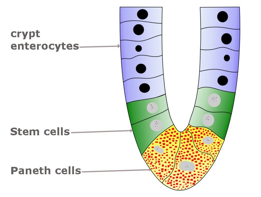 paneth cell