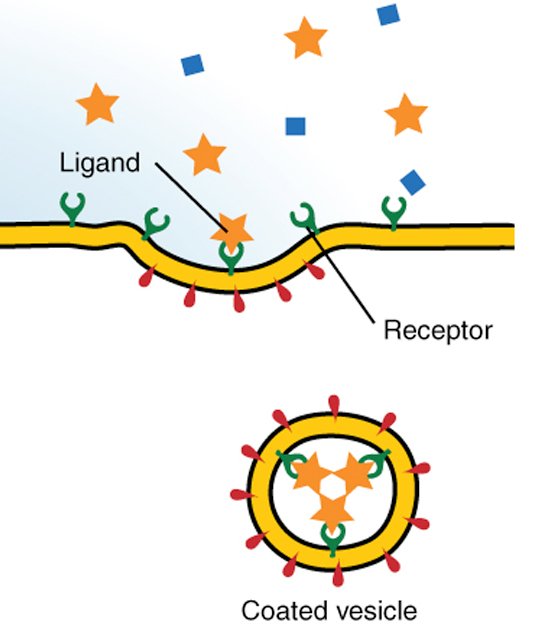 receptor-mediated endocytosis