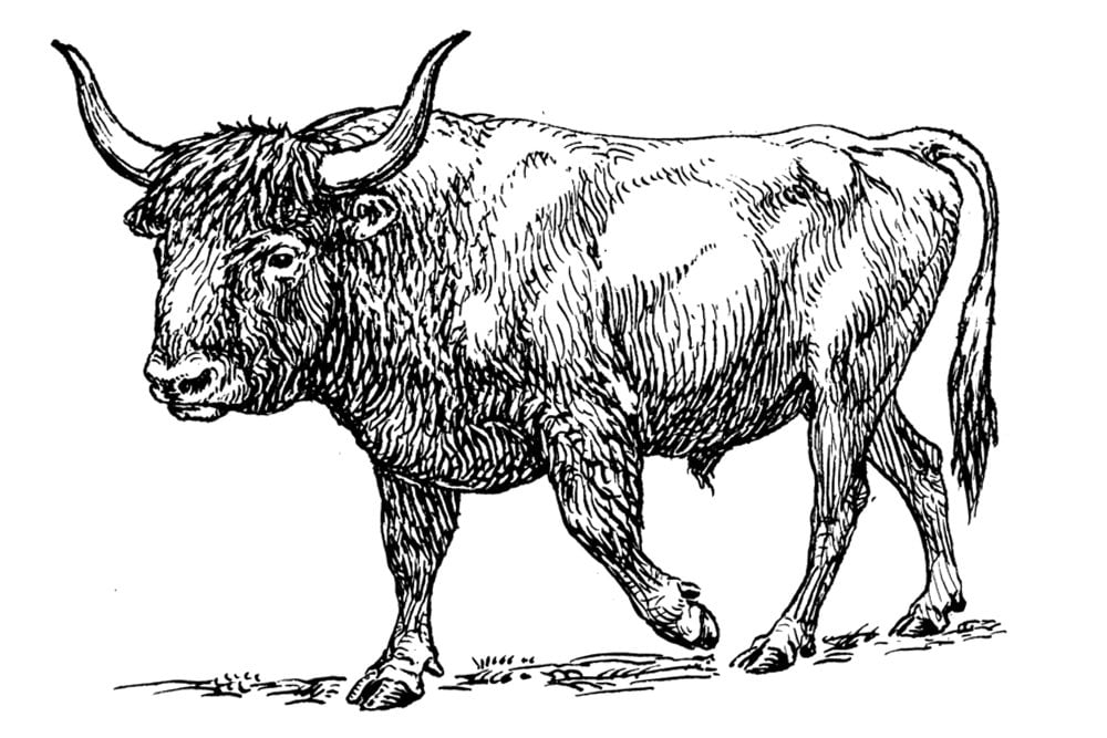 Aurochs