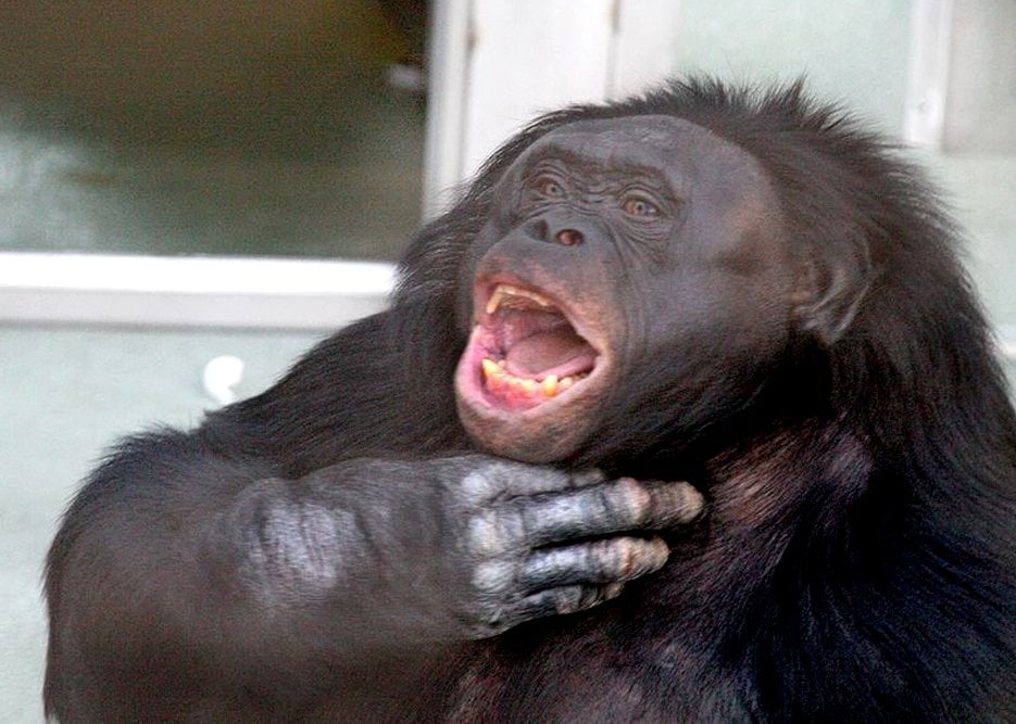Bonobo Kanzi