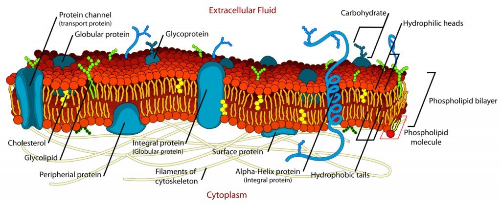 Cell membrane