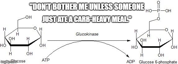 Glucokinase molecule meme