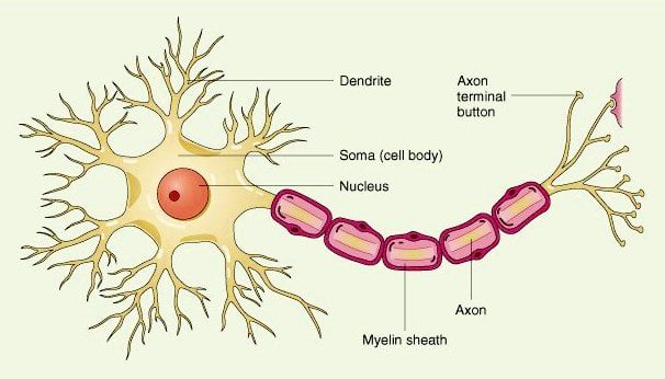 Nerve-Cell