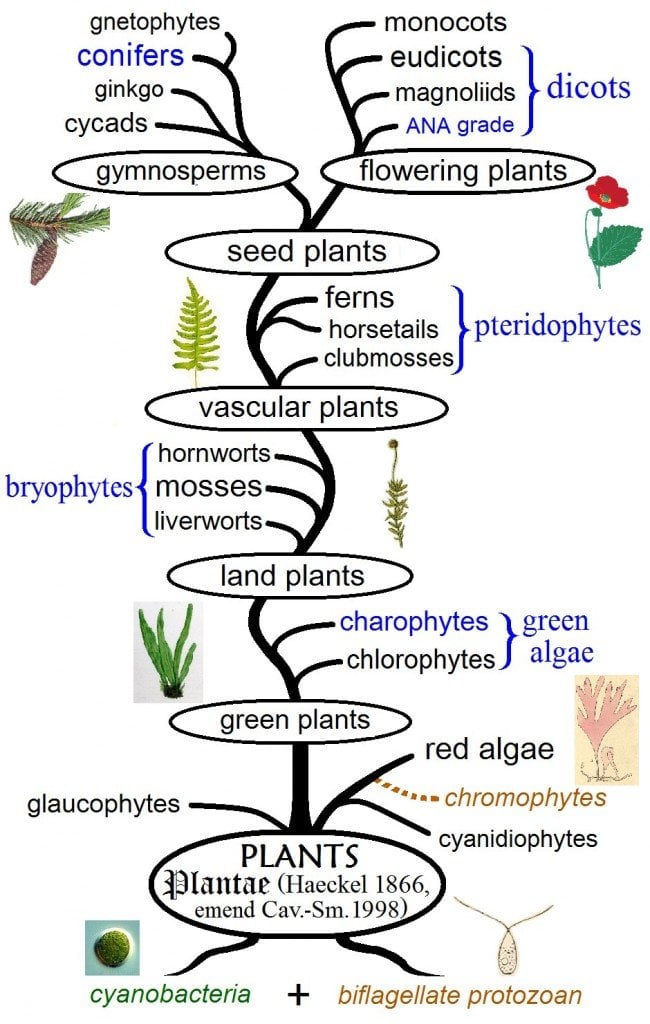 Plant phylogeny