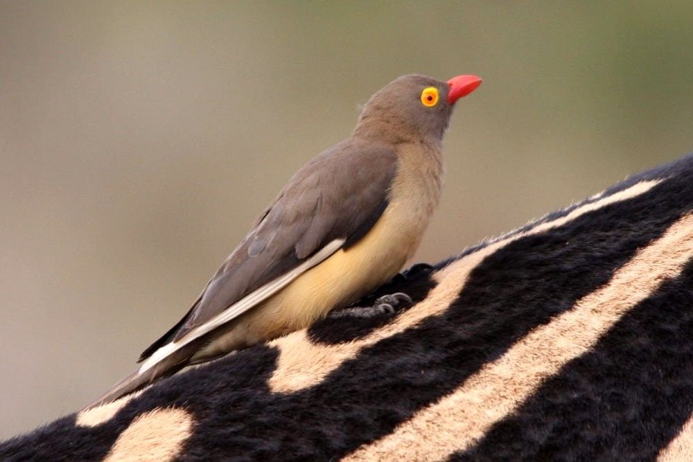 Red Billed Oxpecker