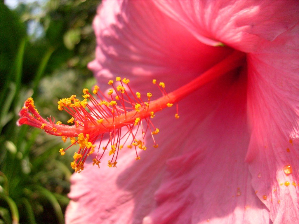 Stamen of pink flower