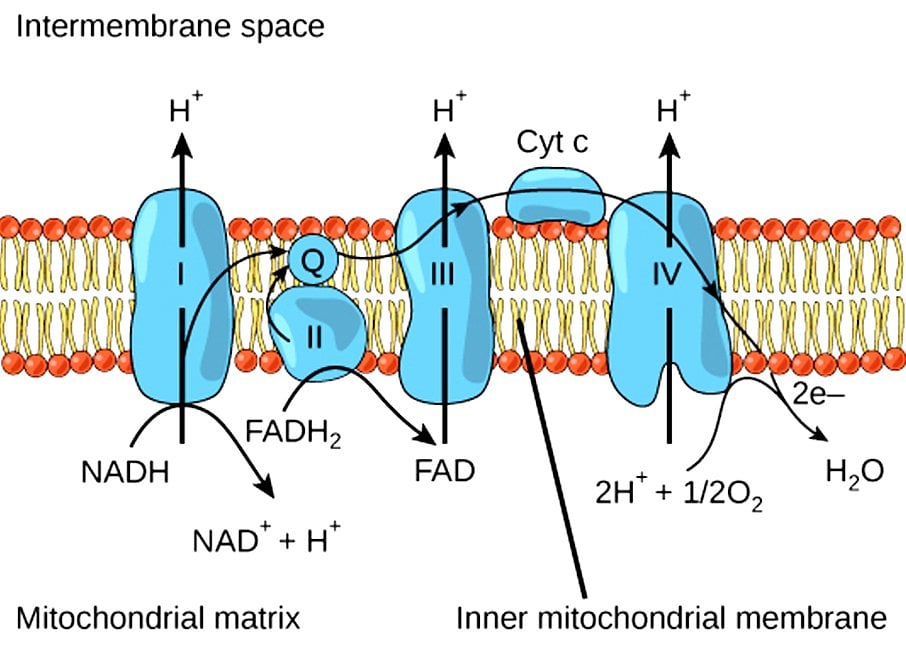 electron transport chain