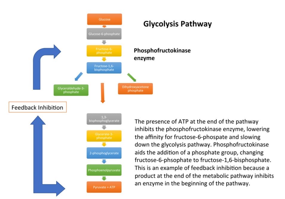 feedback inhibition in glycolysis