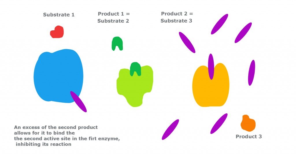 feedback inhibition