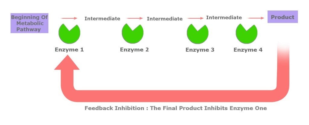 feedback inhibition