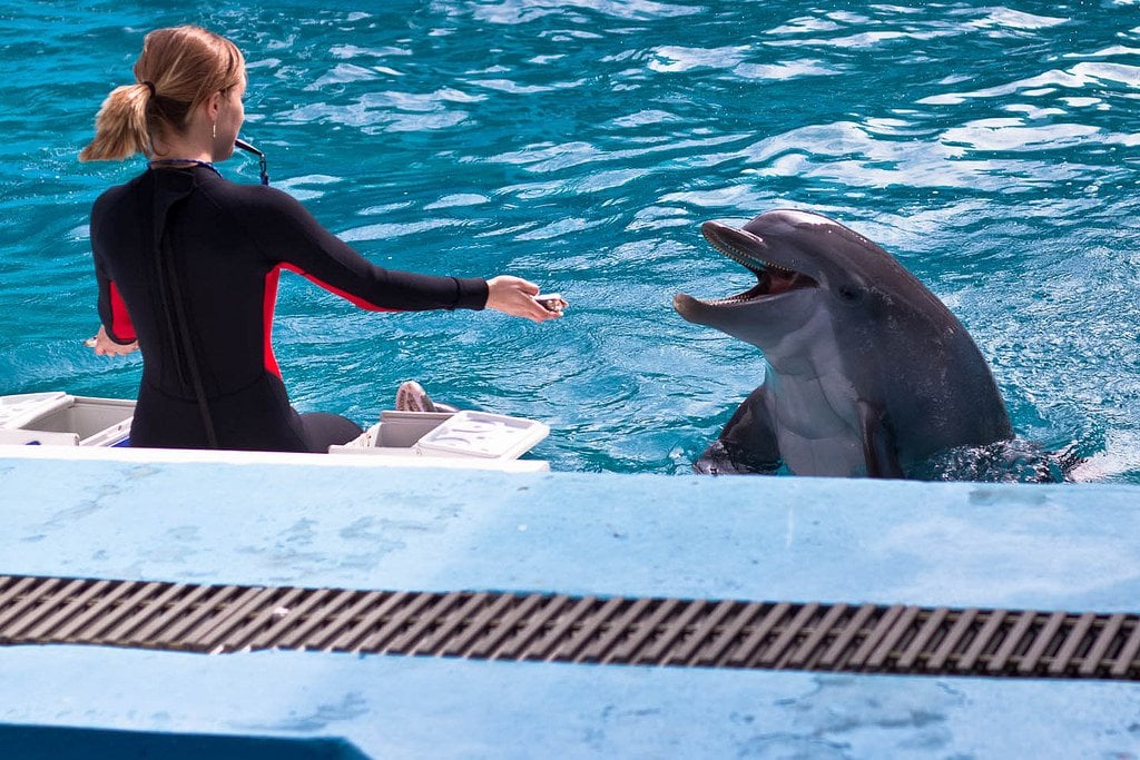 girl talking with dolphin