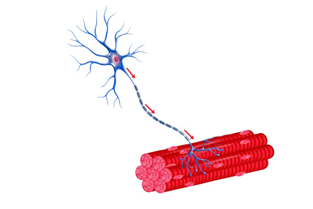 neuron