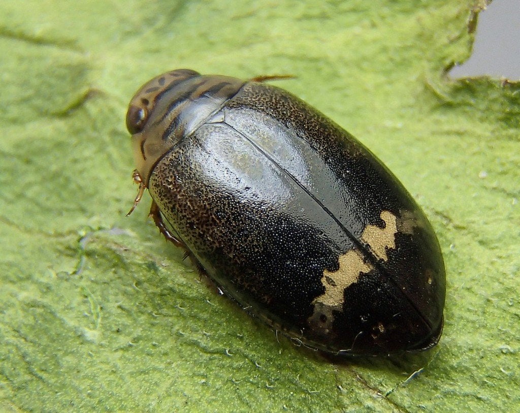 Acilius mediatus (Predaceous Diving Beetle
