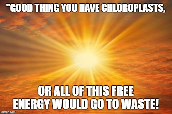 Good thing you have chloroplasts meme