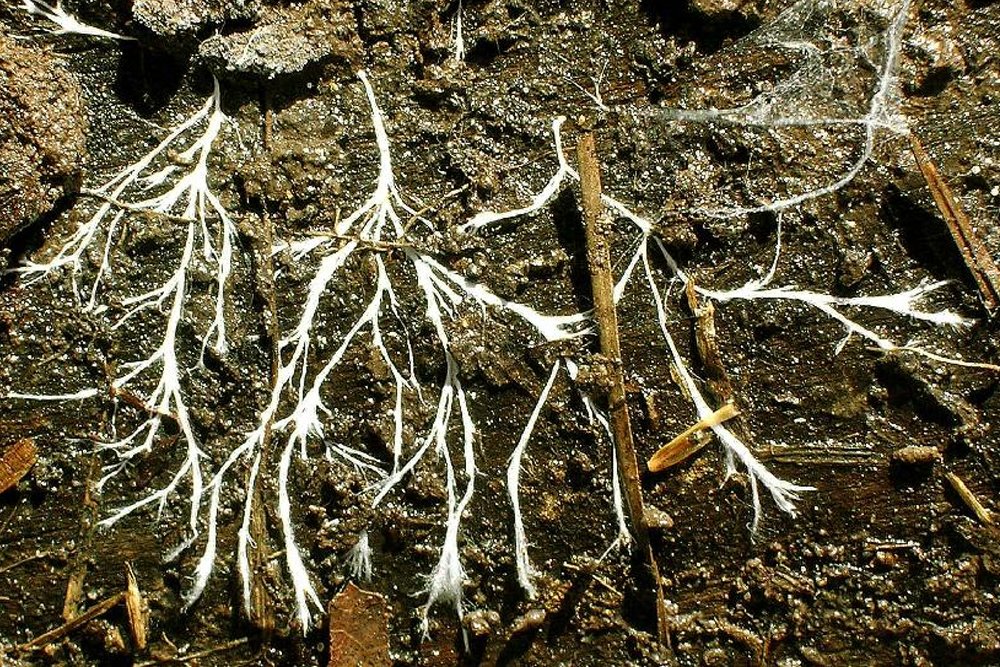 Hyphae