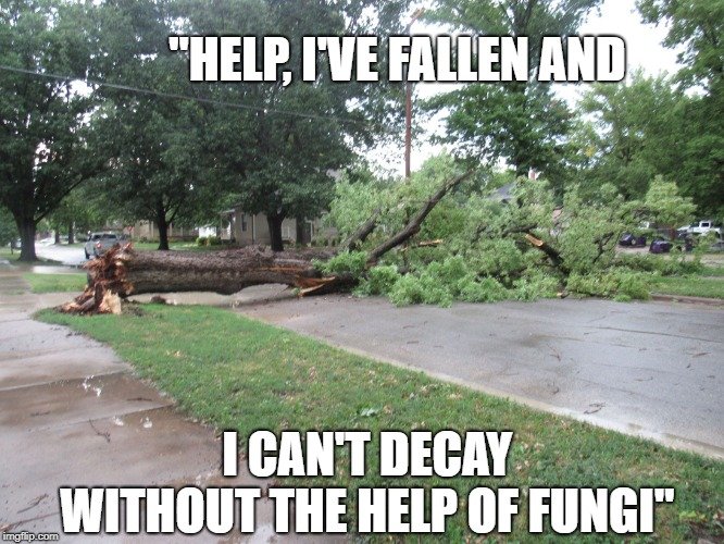 I can't decay without the help of fungi meme