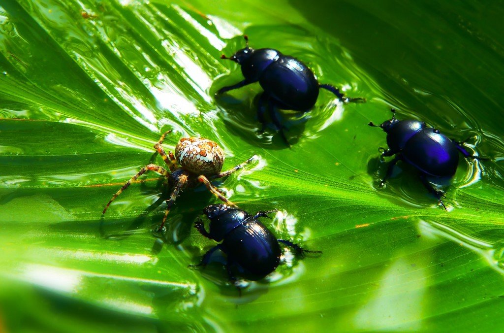 Beetle Food: What Do Beetles Eat?