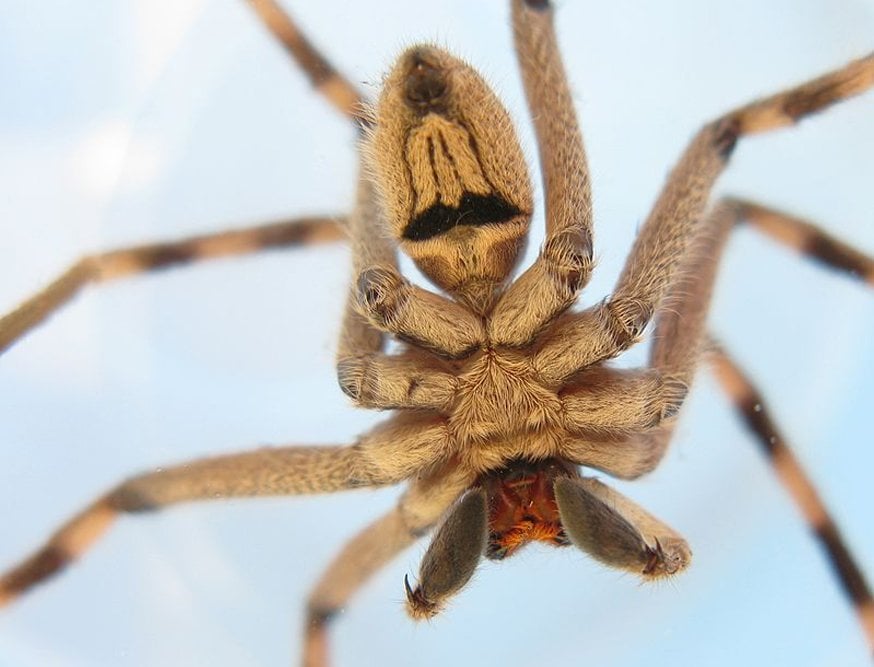 Sparassidae spider