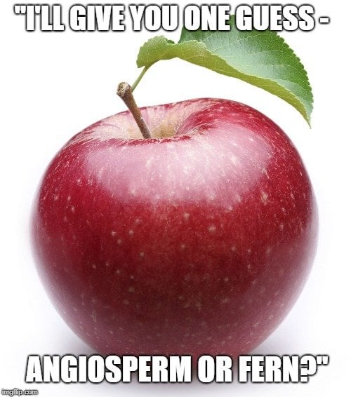 angiosperm or fern