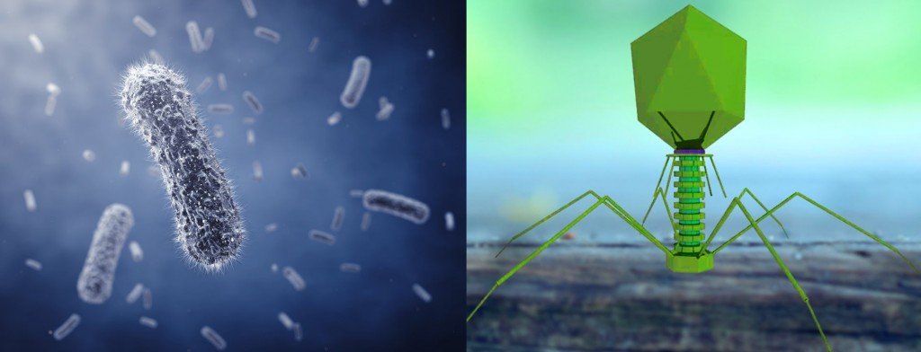 bacteria vs virus