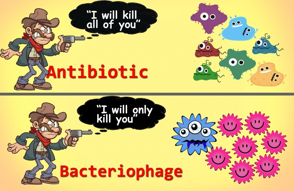 bacteriophages, bacteria, virus