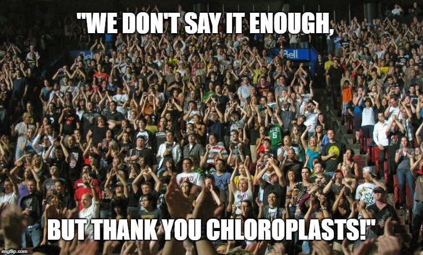 but Thank You chloroplasts meme