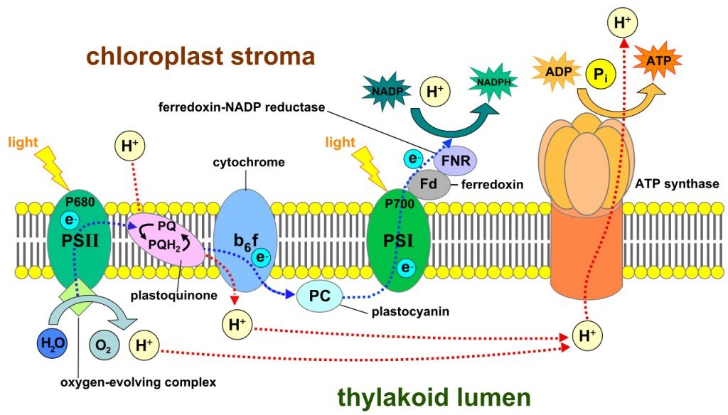 chloroplast electron chain