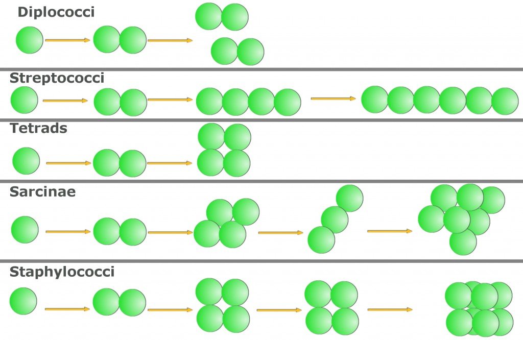 cocci bacteria