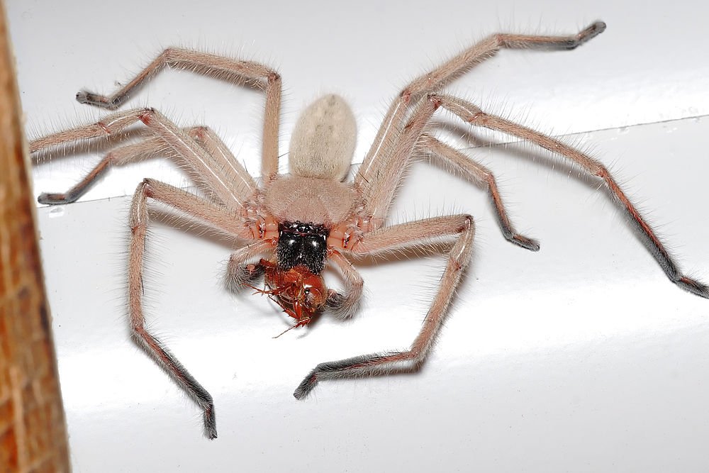 australian clock spider