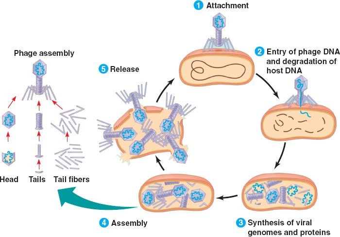 lytic cell
