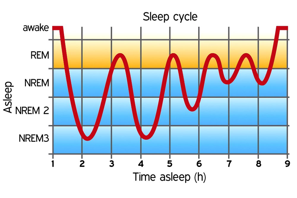 sleep cycle