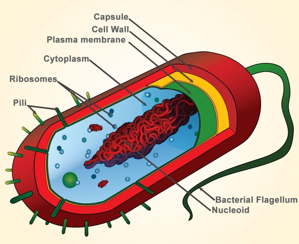 structure of bacteria