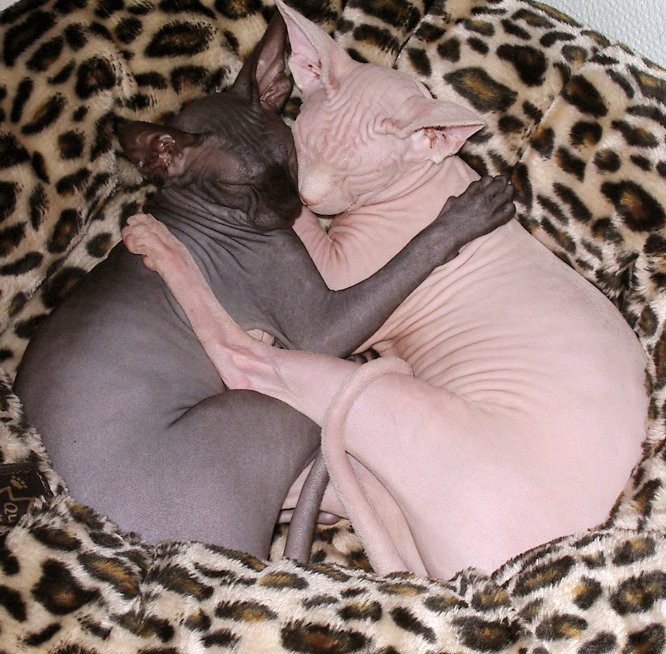 2 Sphynx cats sleeping together