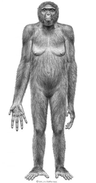 Ardipithecus