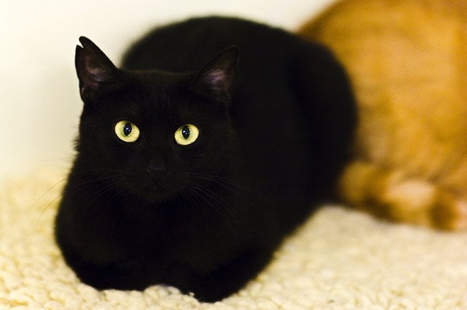 Bombay cat