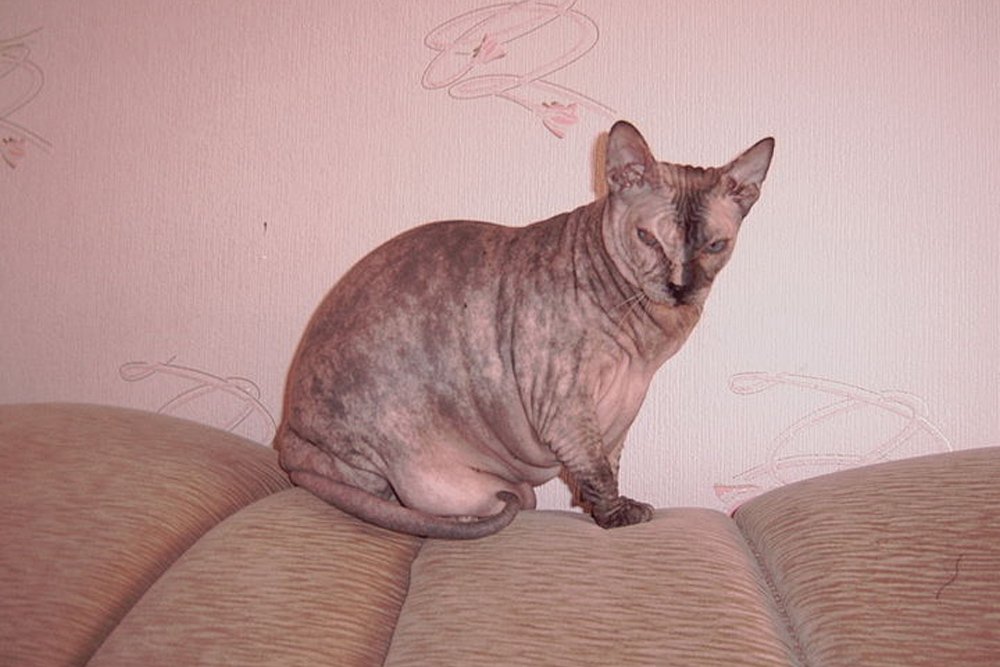 Donskoy cat, Russia