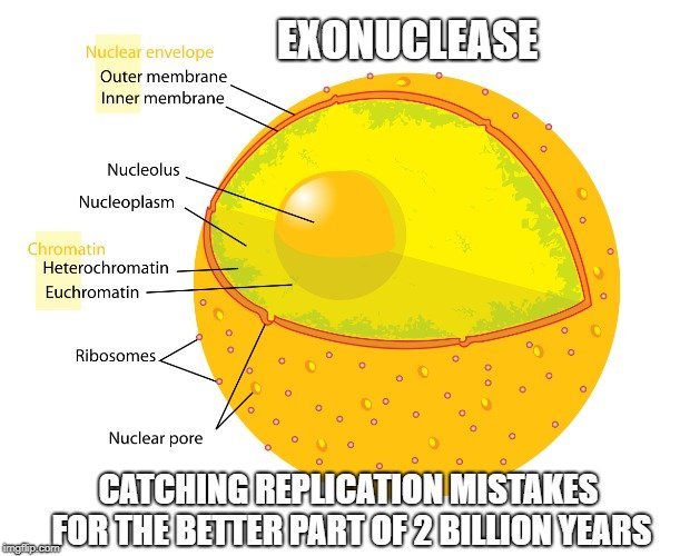 Exonuclease