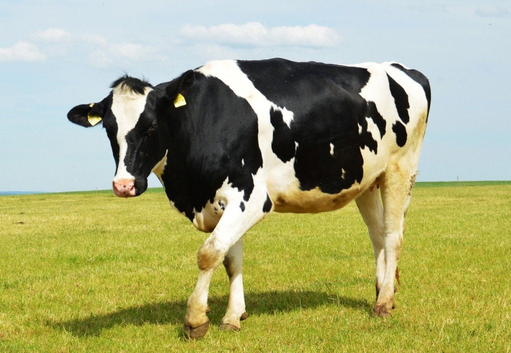Holstein a popular breed of dairy cattle