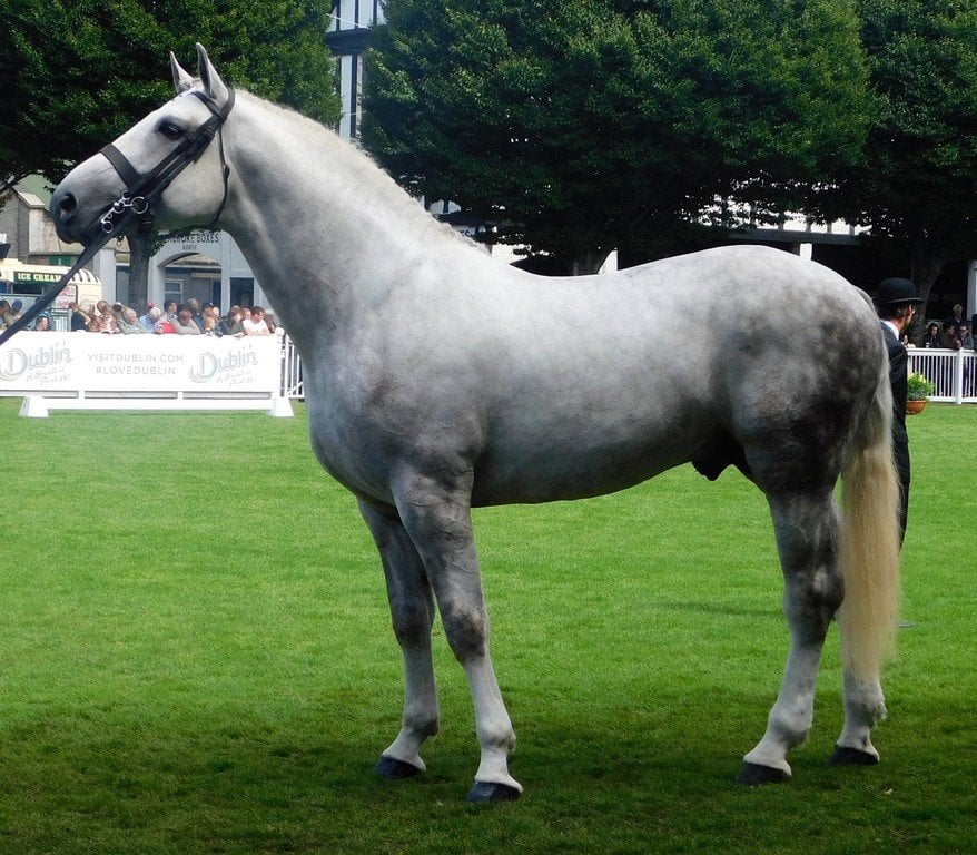 Irish draught crossbreed horse