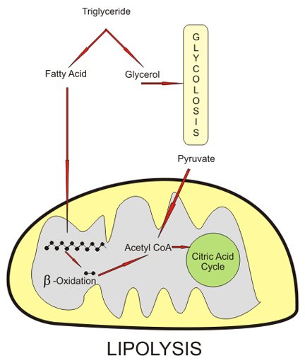 Lypolosis