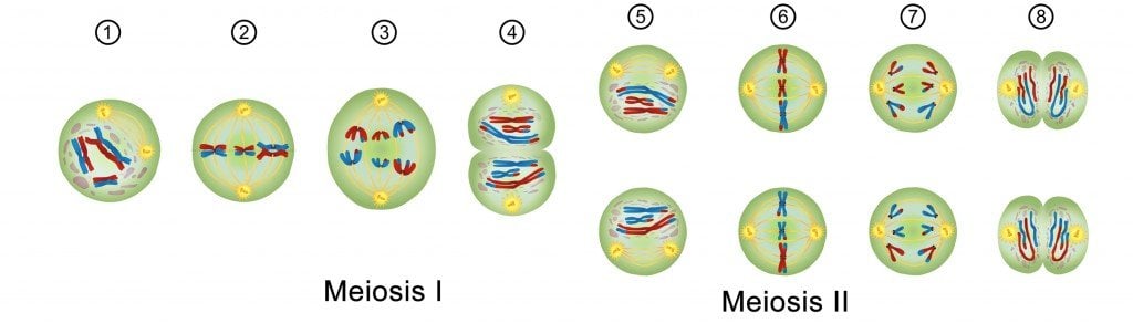 Meiosis Stages