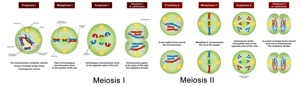 Meiosis Stages