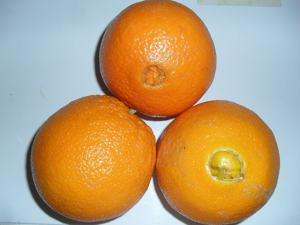 Navel_Oranges