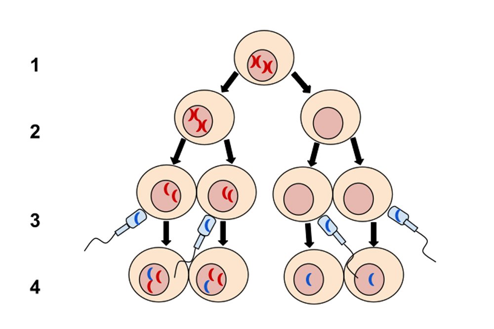 Nondisjunction in Meiosis I1