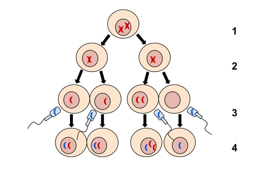 Nondisjunction in Meiosis II