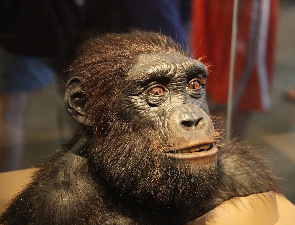 Sahelanthropus tchadensis