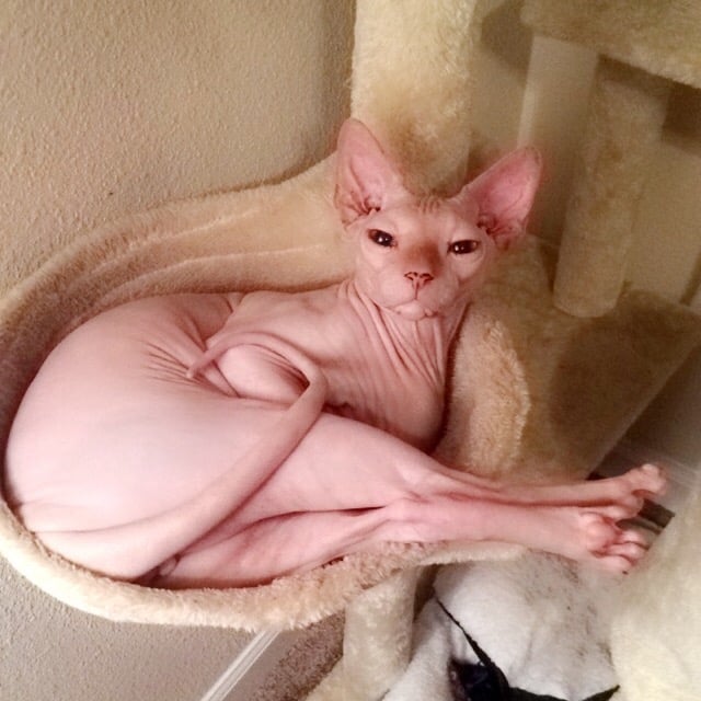 Sphynx Cat 1