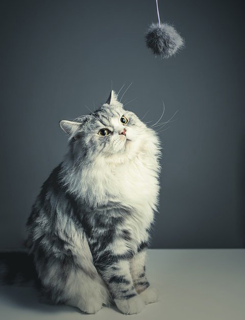 cat