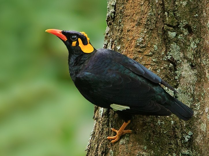 hil myna