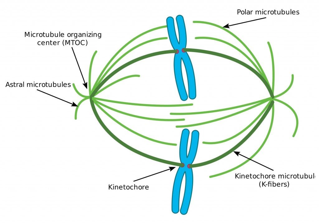 homologus chromosome line up
